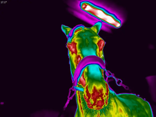 David P.